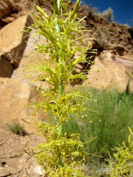 Stanleya viridiflora — related species from the same genus