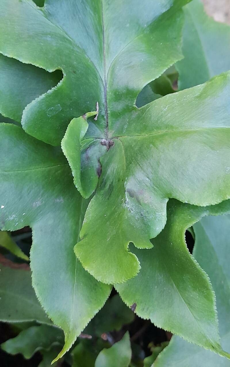 Hemionitis nobilis — houseplant care guide