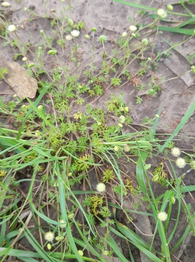 Cotula australis habit