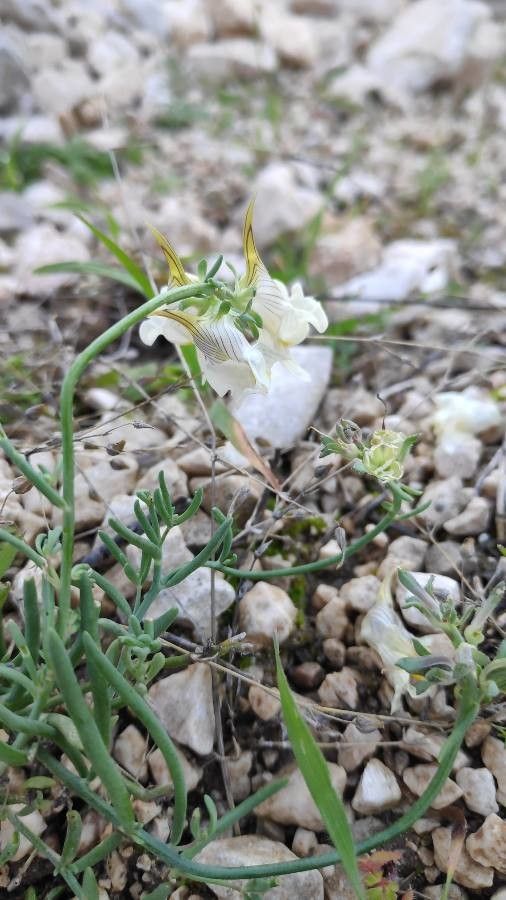 Linaria depauperata flower