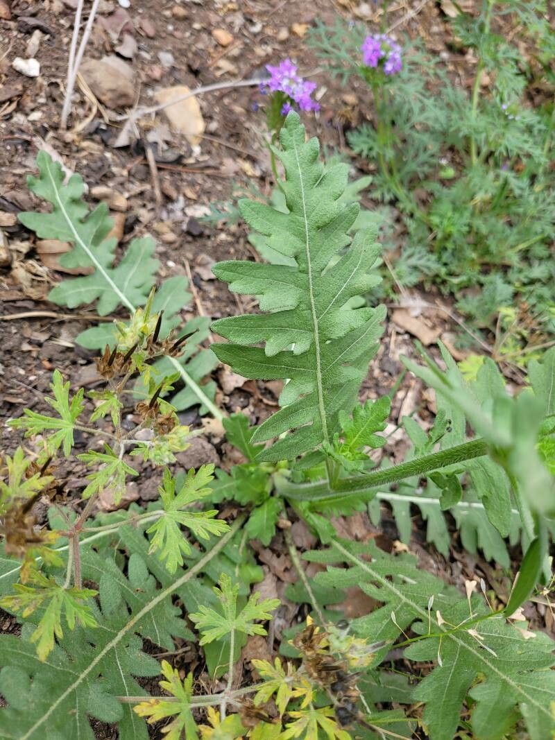 Engelmannia peristenia leaf