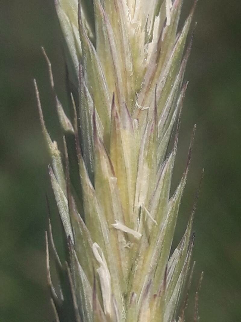 Thinopyrum acutum flower