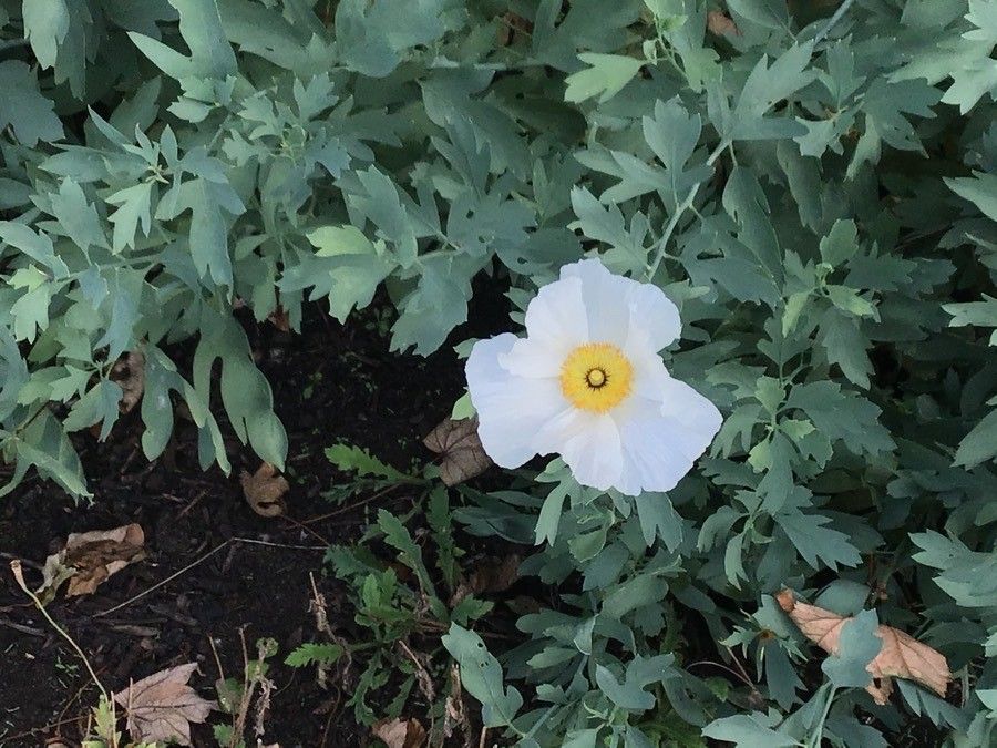 Papaver atlanticum flower