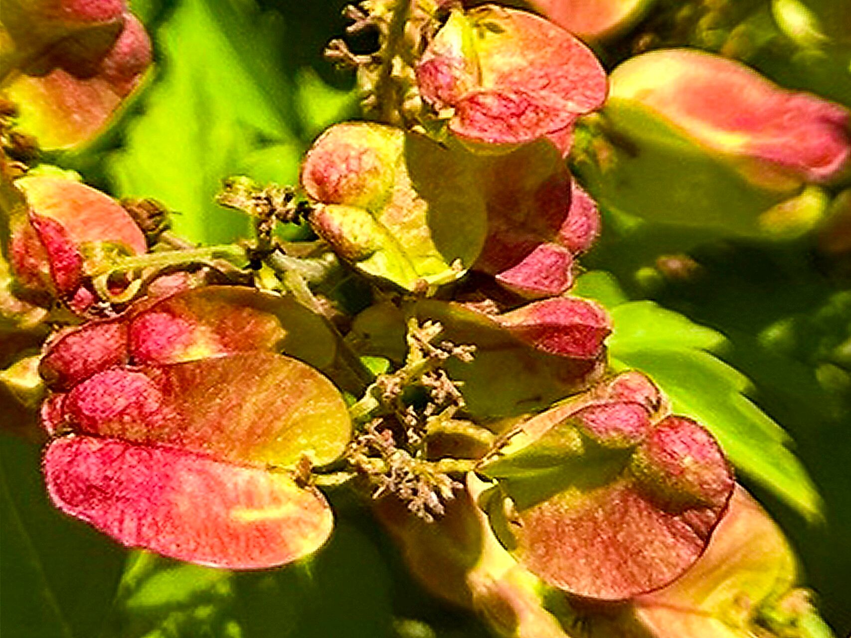 Serjania brachycarpa — related species from the same genus