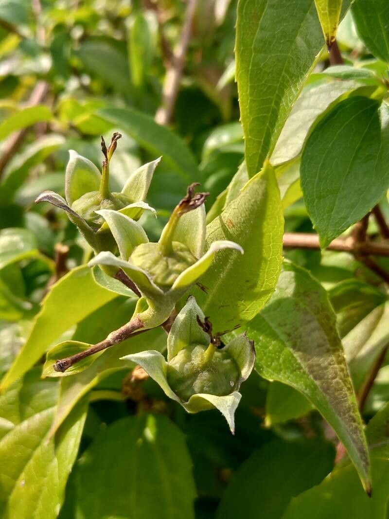Philadelphus karwinskyanus fruit