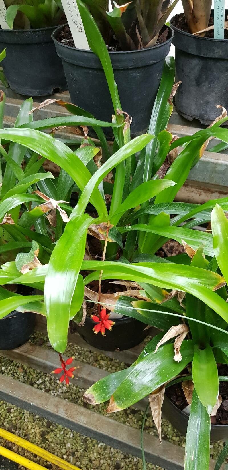 Aechmea racinae habit