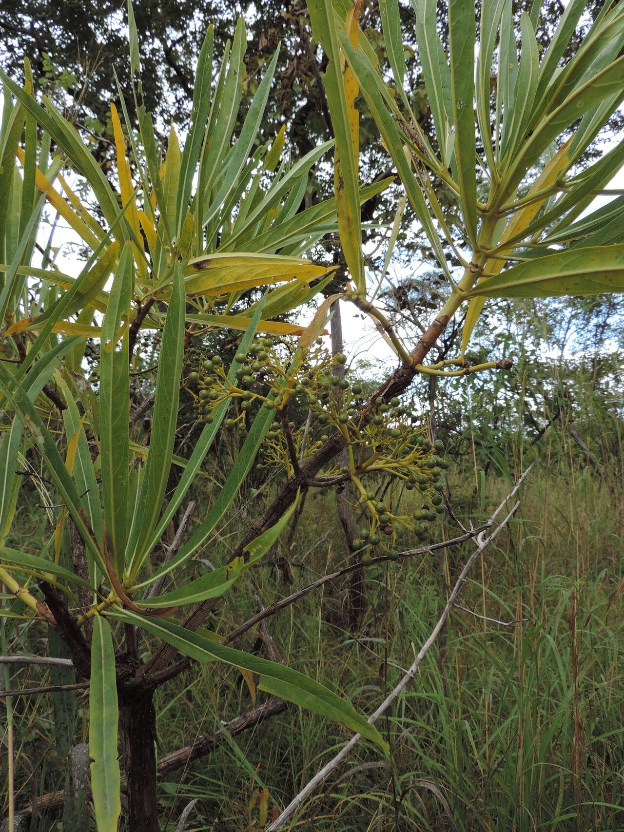Pavetta crassipes habit