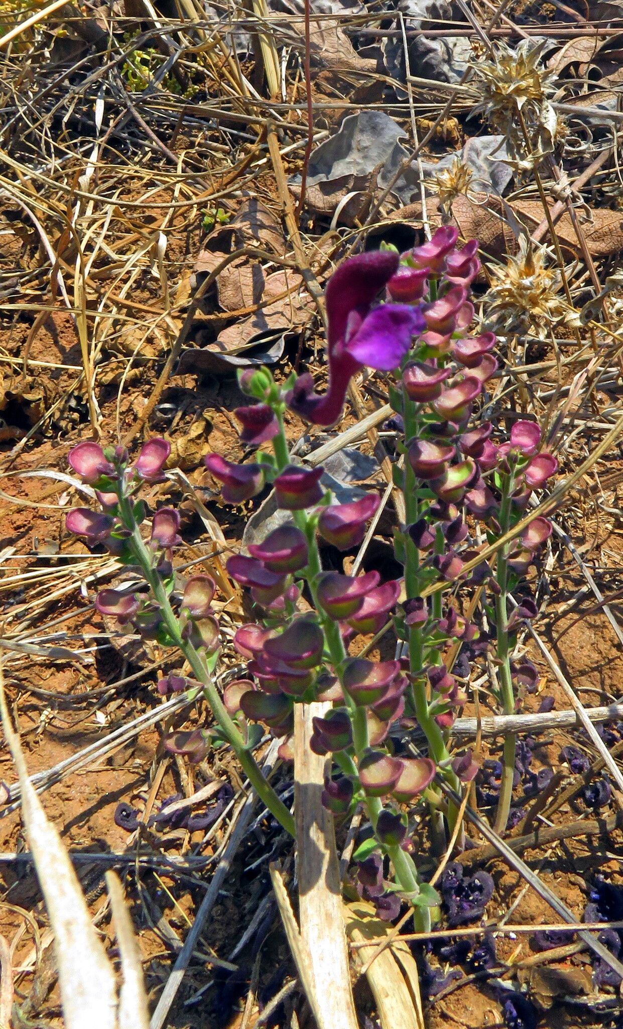 Scutellaria schweinfurthii — houseplant care guide