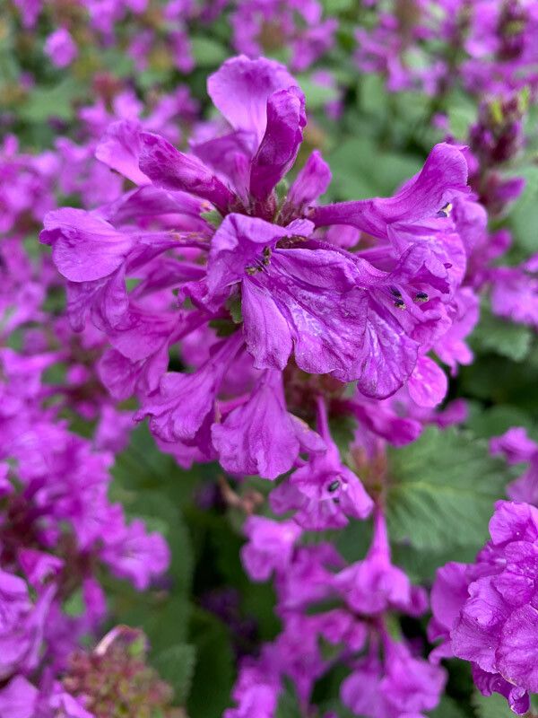 Betonica macrantha flower