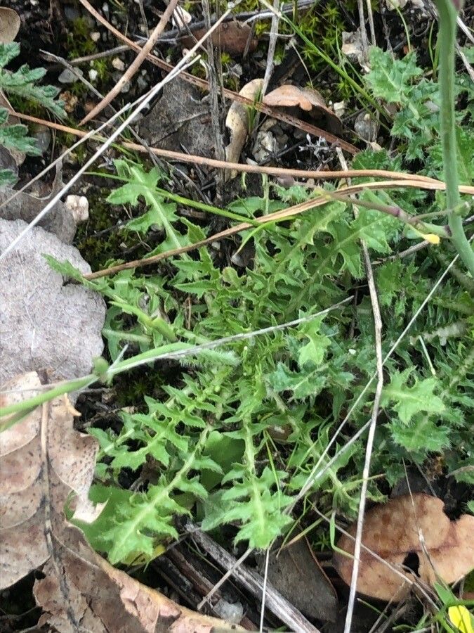 Brassica barrelieri leaf