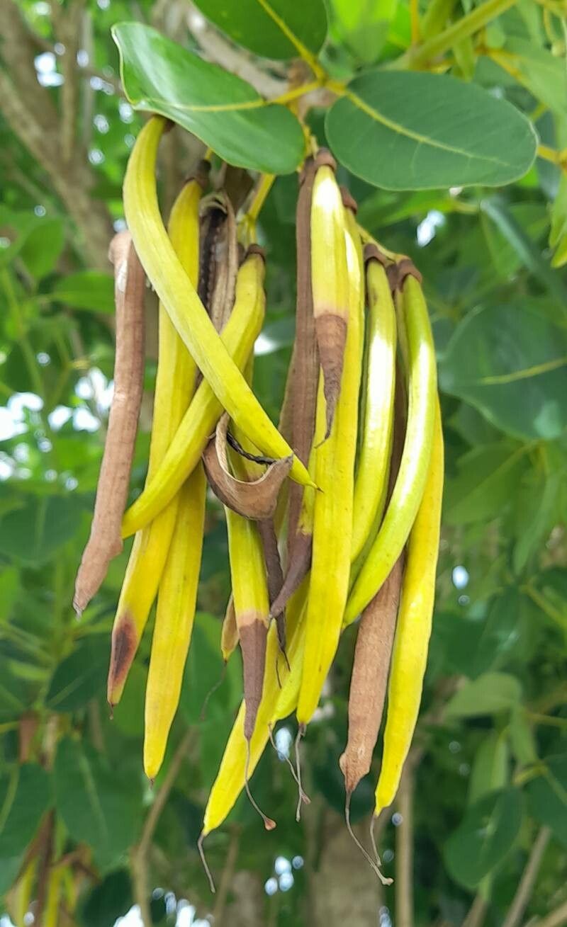 Tabebuia heterophylla fruit