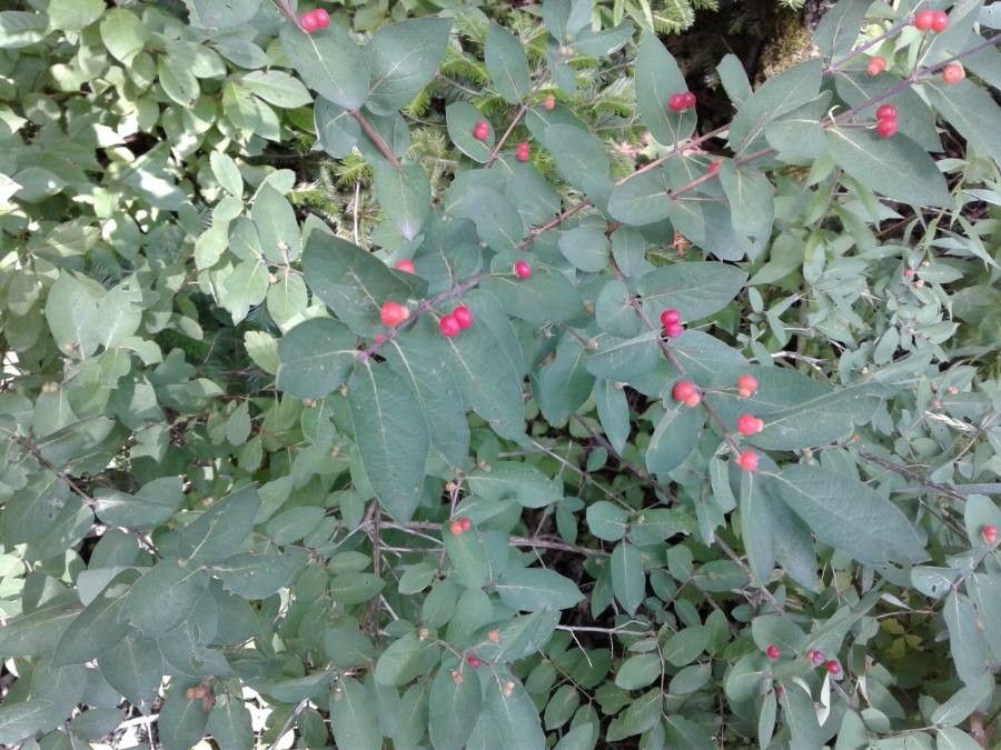 Lonicera canadensis fruit