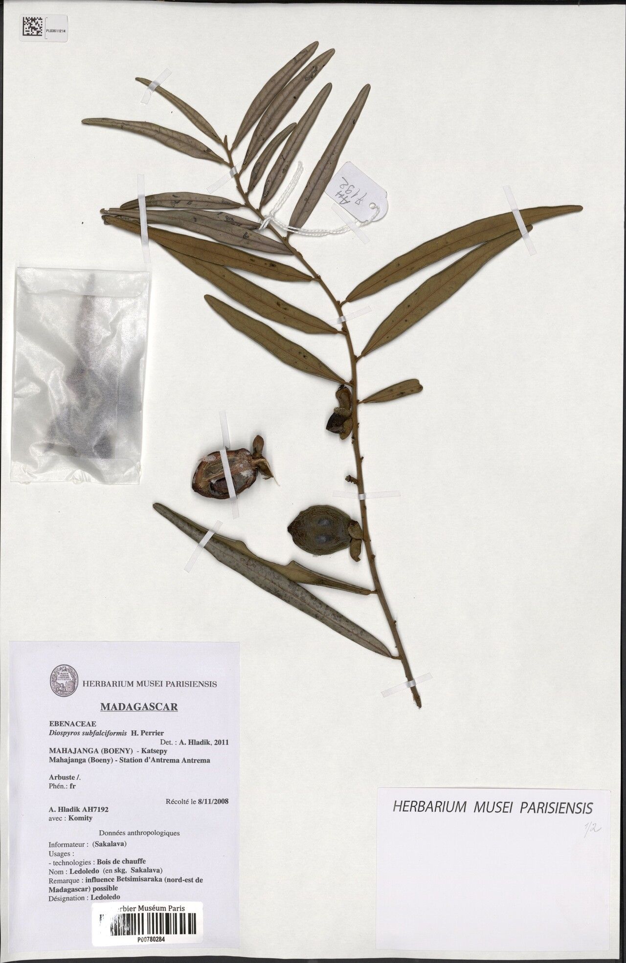 Diospyros subfalciformis — houseplant care guide