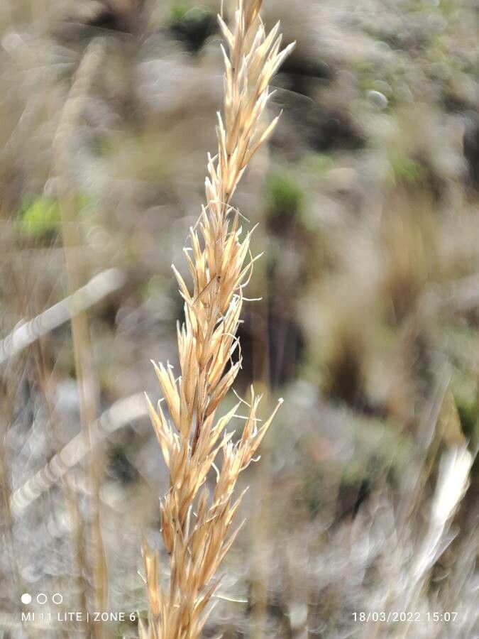 Calamagrostis recta flower