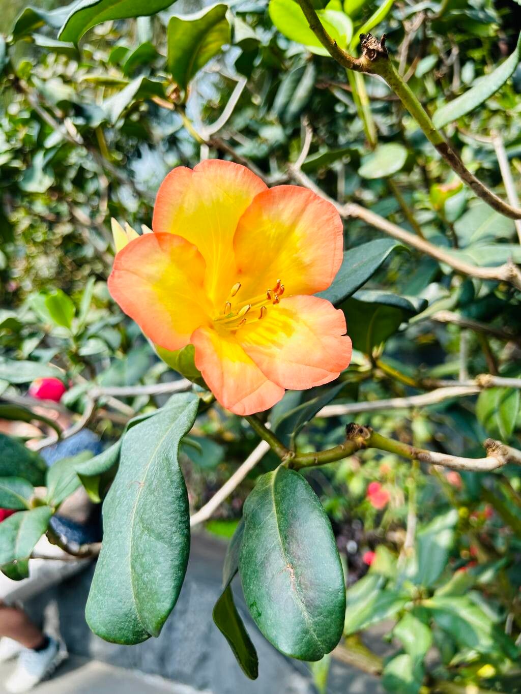 Rhododendron acrophilum flower