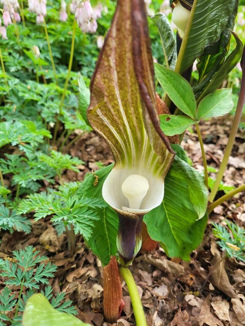 Arisaema sikokianum flower