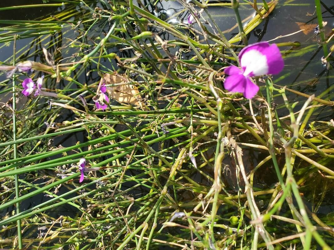 Dopatrium longidens flower