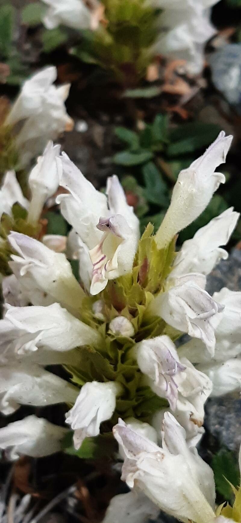 Dracocephalum heterophyllum flower