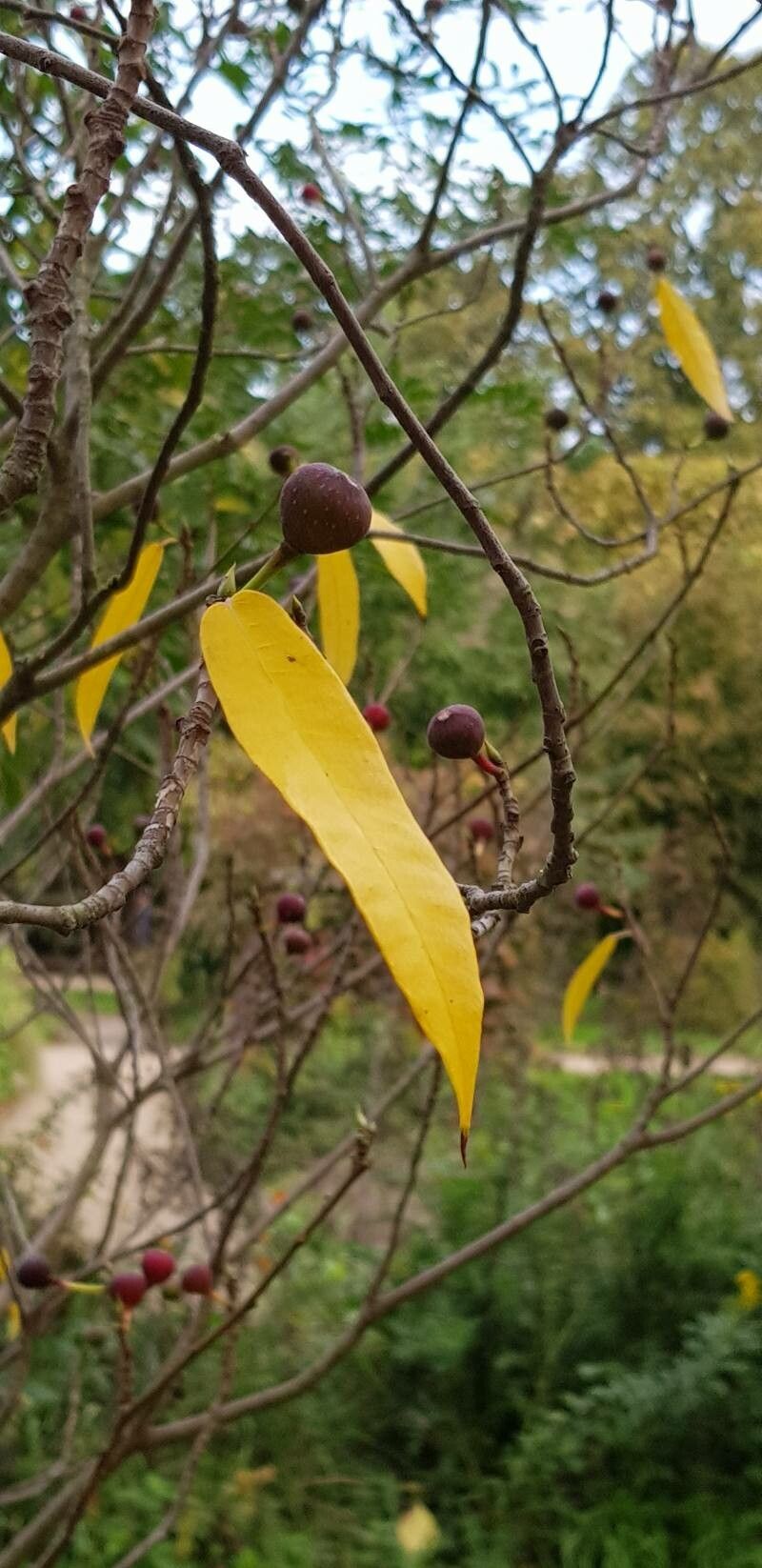 Ficus erecta — search result for 'Ficus'