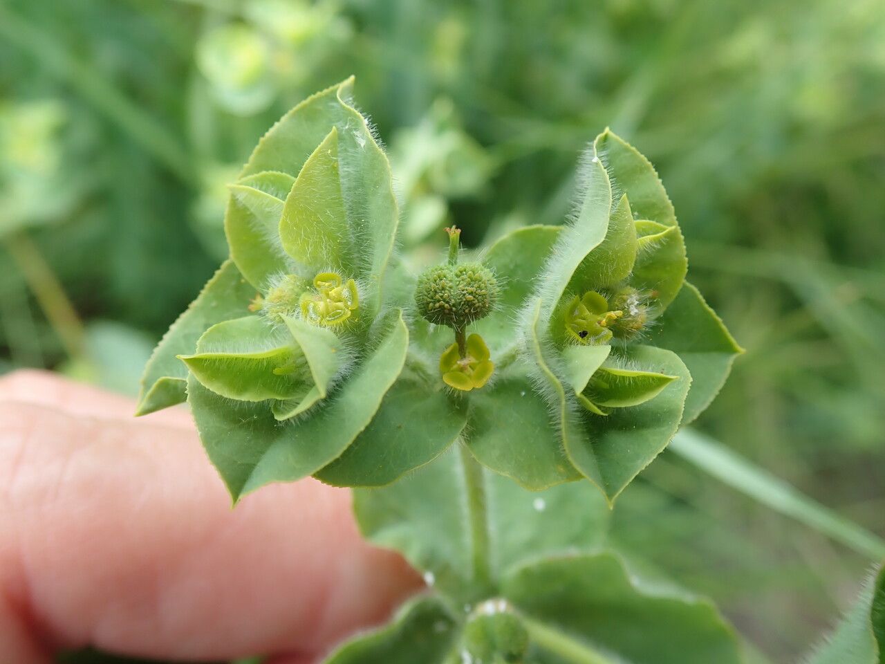 Euphorbia hirsuta flower