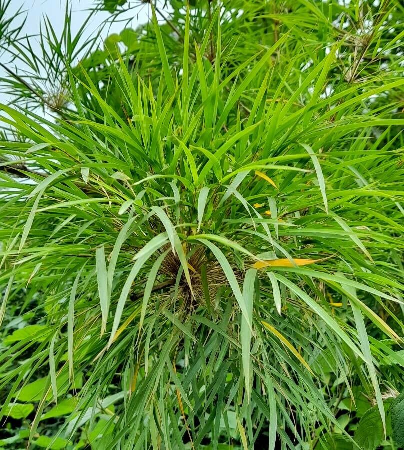 Chusquea lorentziana leaf