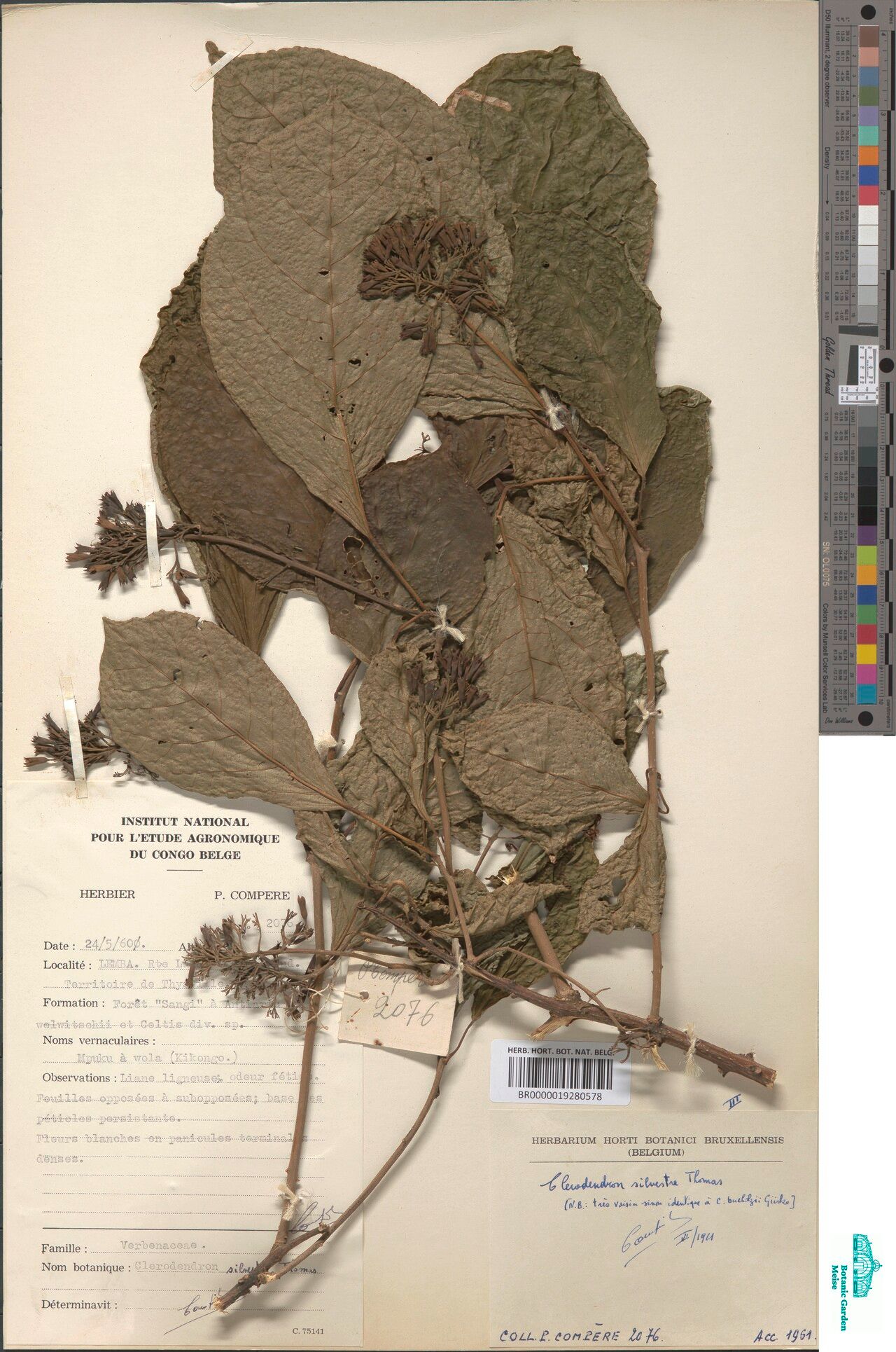 Clerodendrum silvestre — houseplant care guide