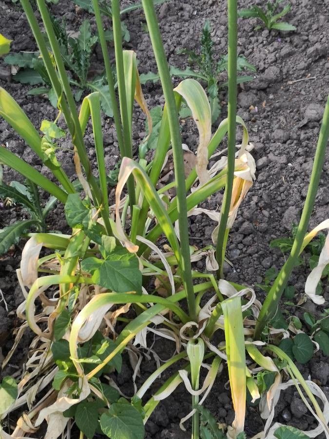 Allium rotundum — search result for 'Allium'