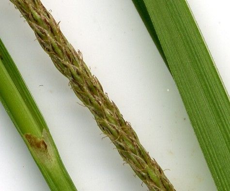 Carex microcarpa bark