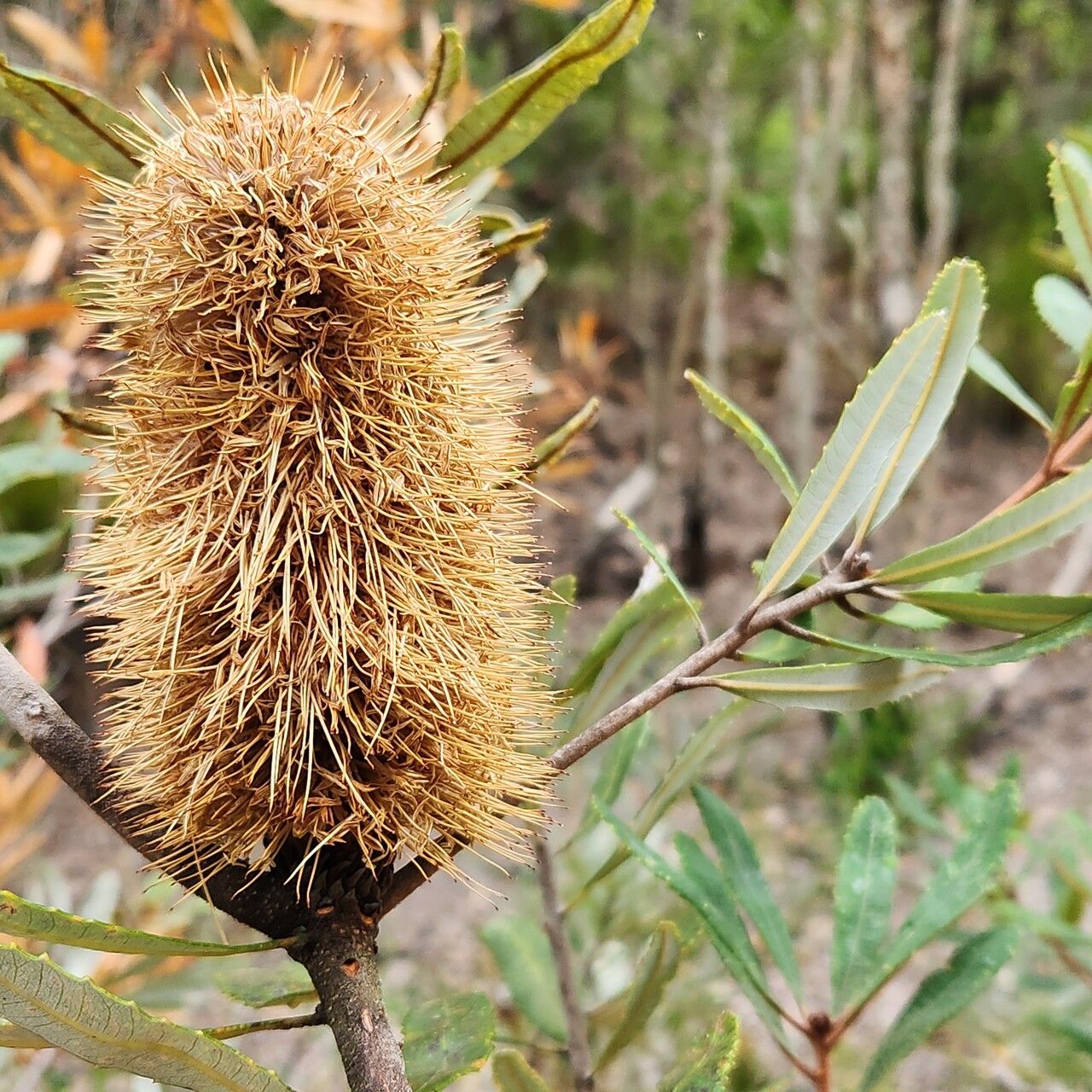 Banksia oblongifolia flower