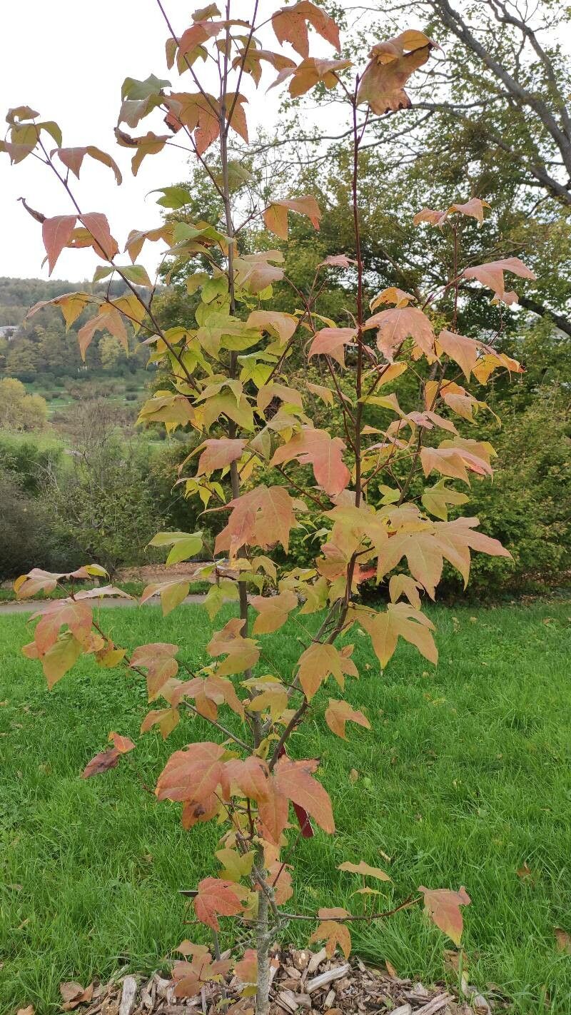 Liquidambar acalycina habit