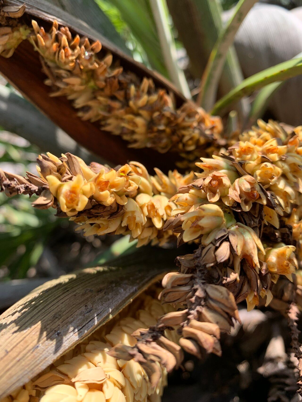 Syagrus allagopteroides