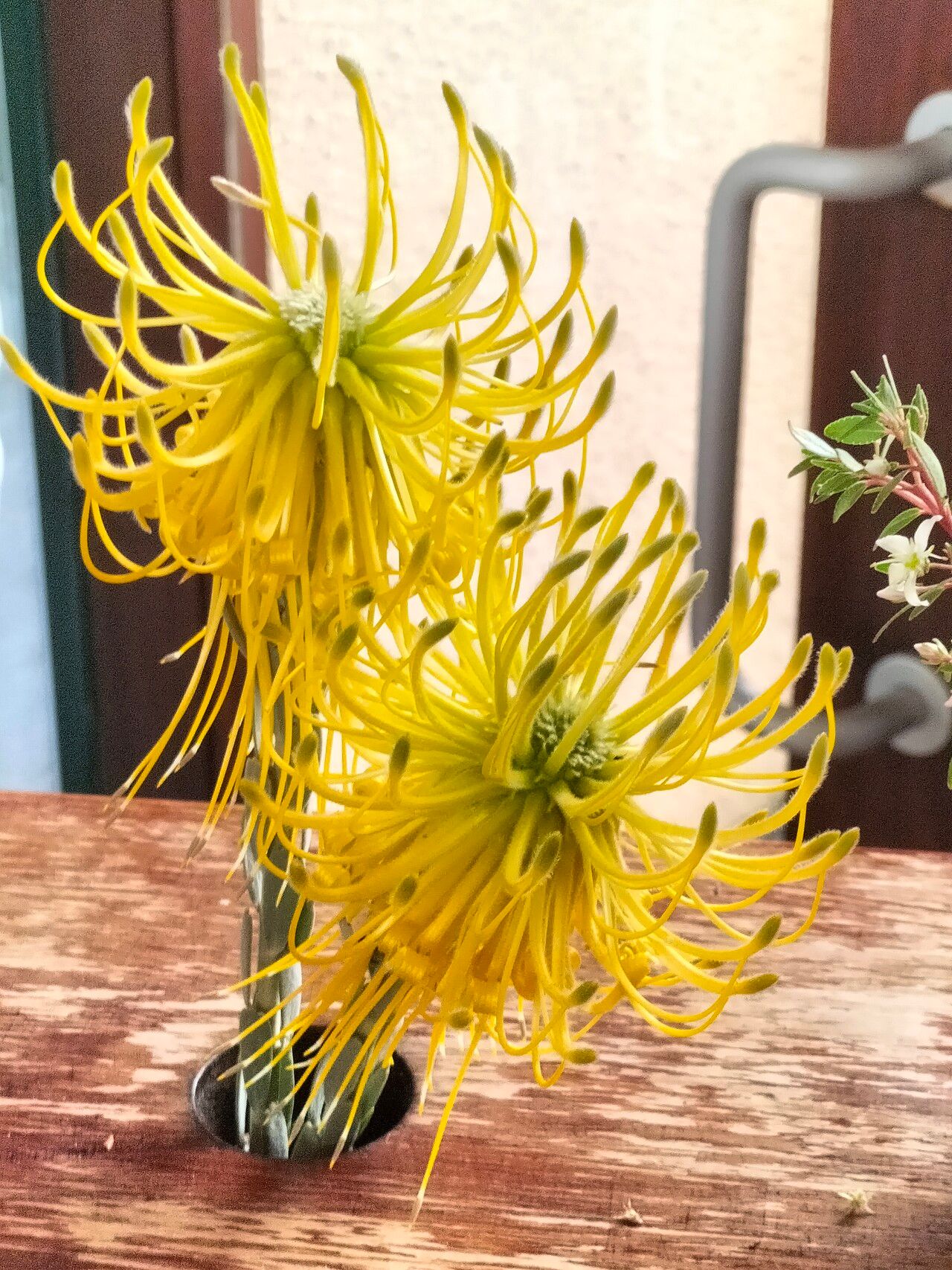 Leucospermum reflexum — search result for 'Leucospermum'