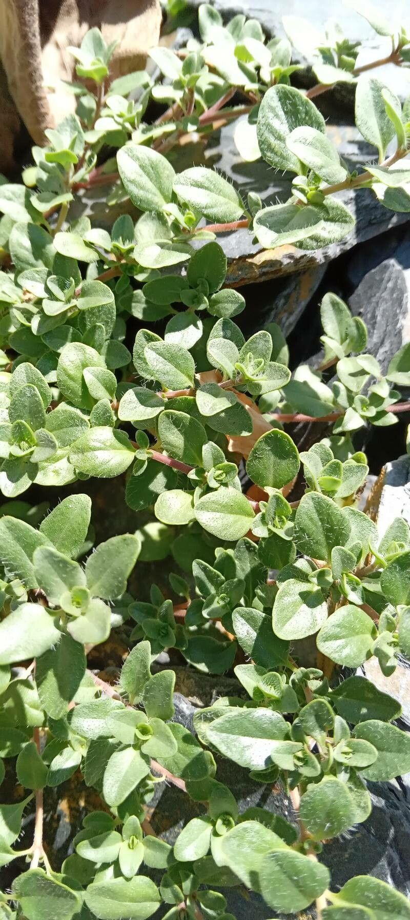 Thymus comosus — search result for 'Thymus'