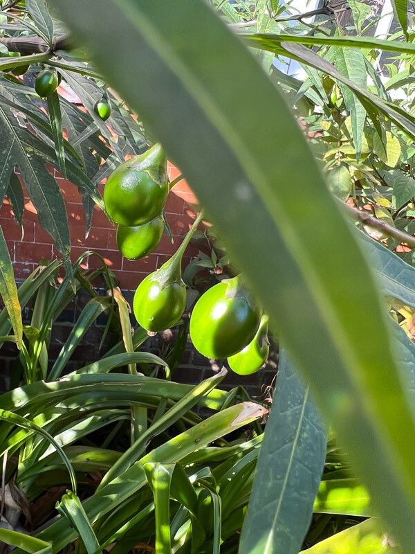 Solanum aviculare fruit