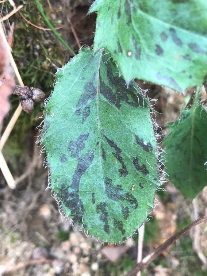 Pilosella glacialis leaf