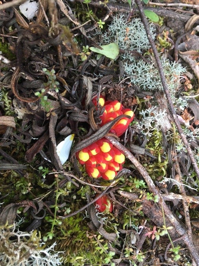 Cytinus hypocistis fruit