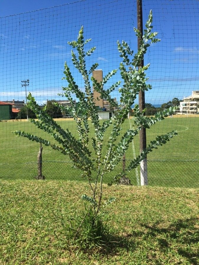 Acacia podalyriifolia habit