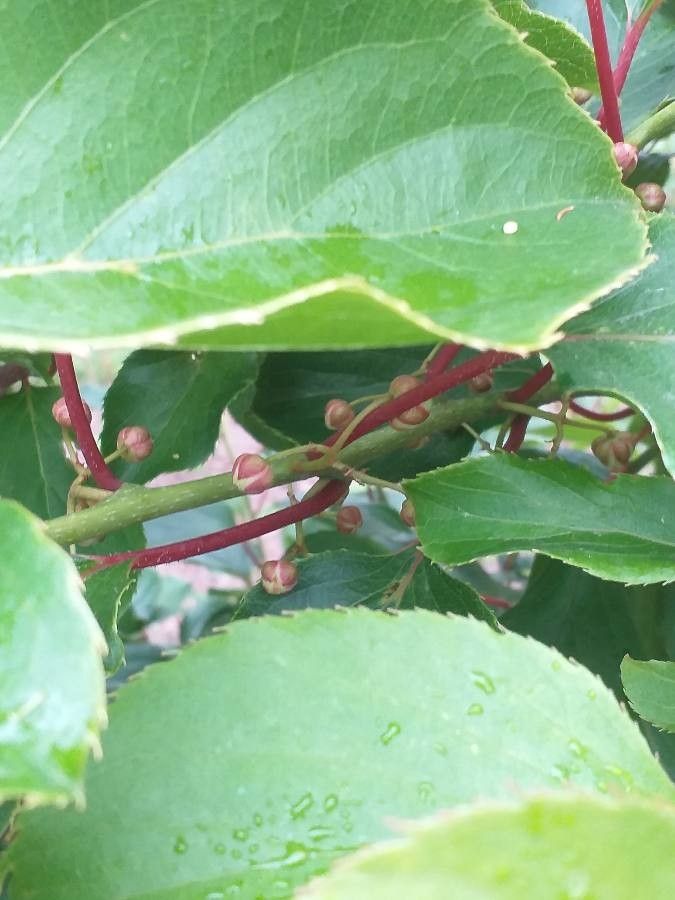 Actinidia arguta flower
