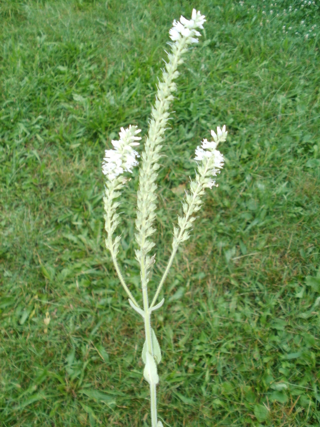 Veronica spuria habit