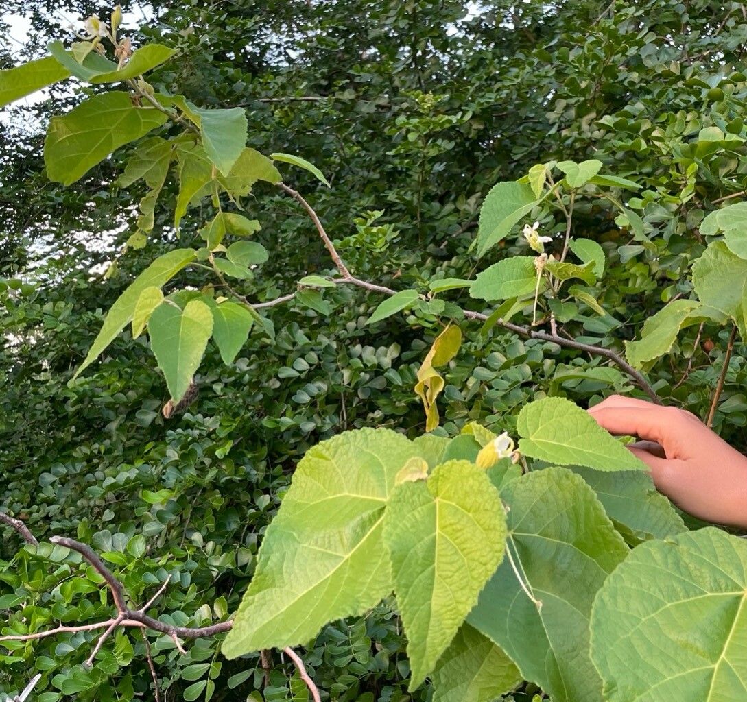 Helicteres jamaicensis — related species from the same genus