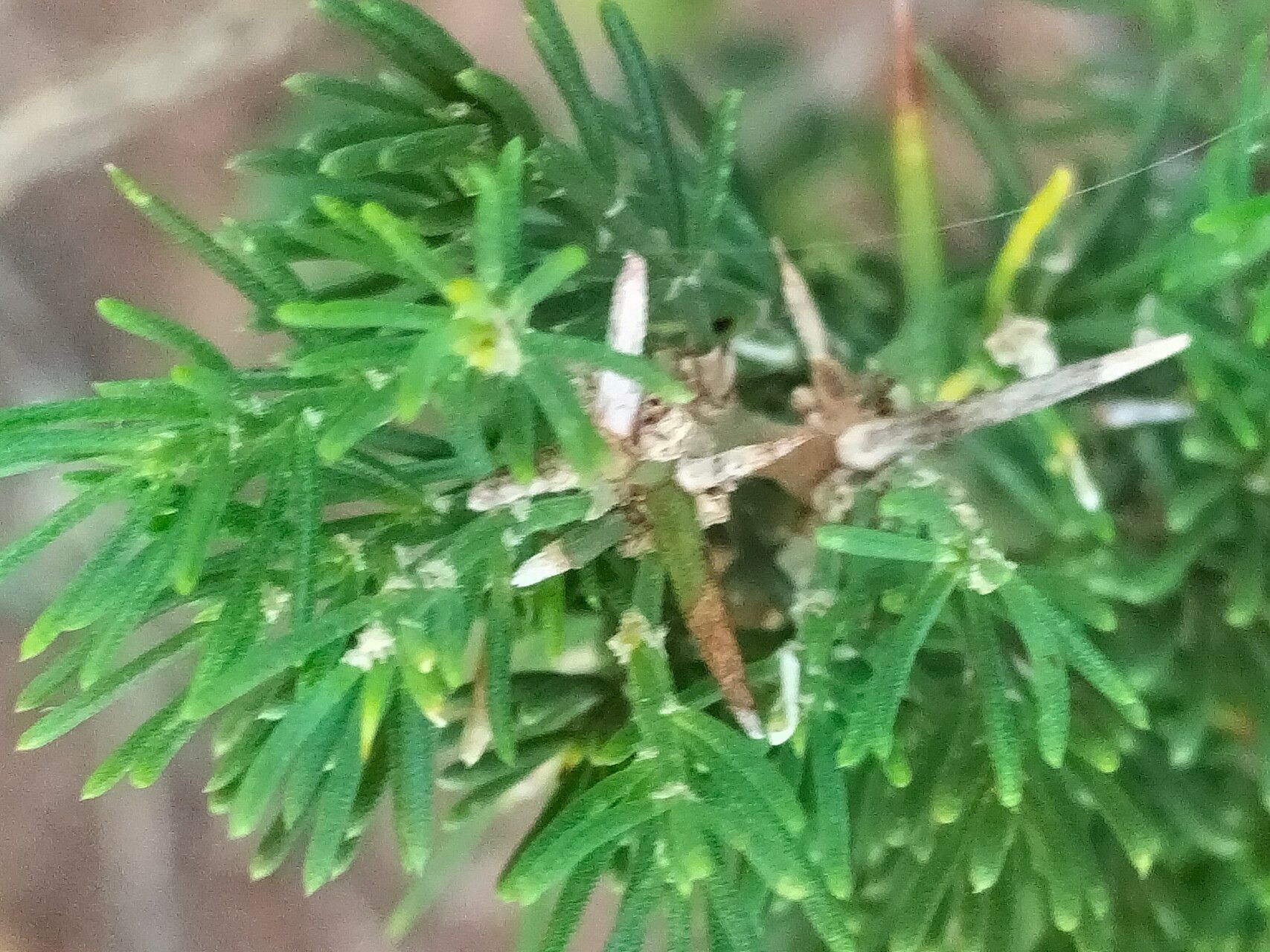 Asparagus suaveolens bark