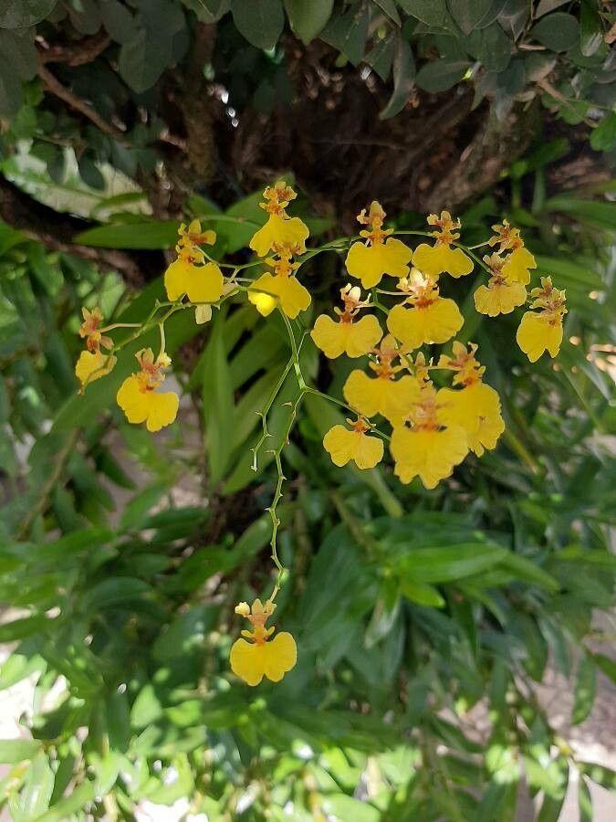 Gomesa flexuosa flower