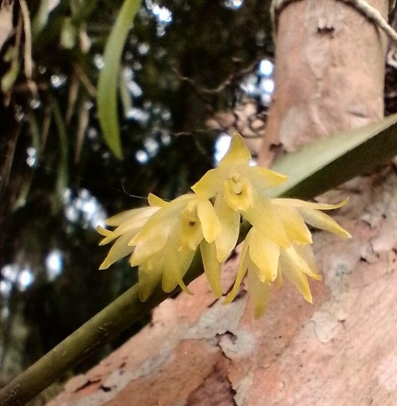 Octomeria crassifolia — related species from the same genus