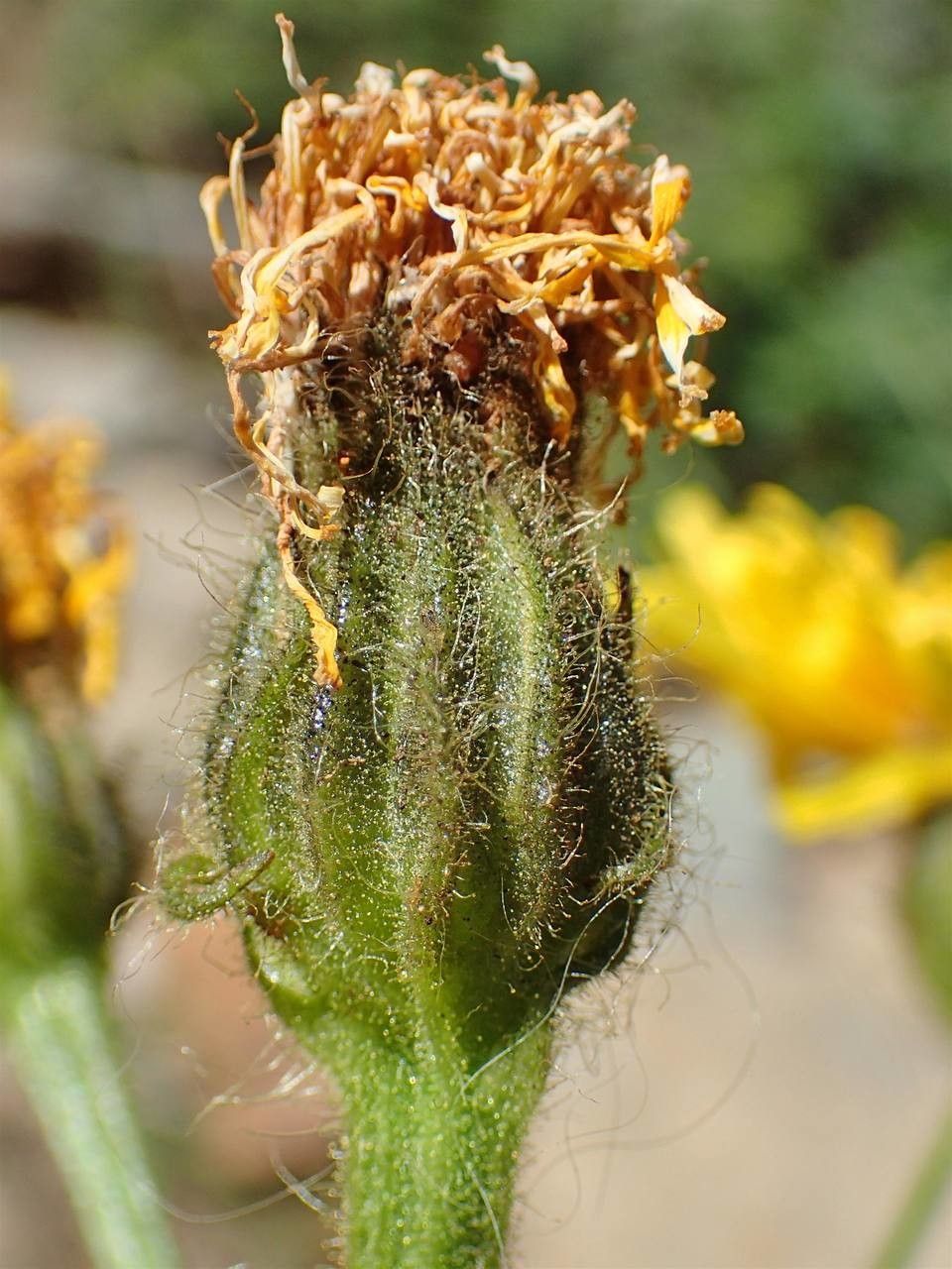 Crepis conyzifolia fruit