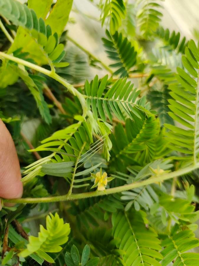 Chamaecrista pumila — houseplant care guide