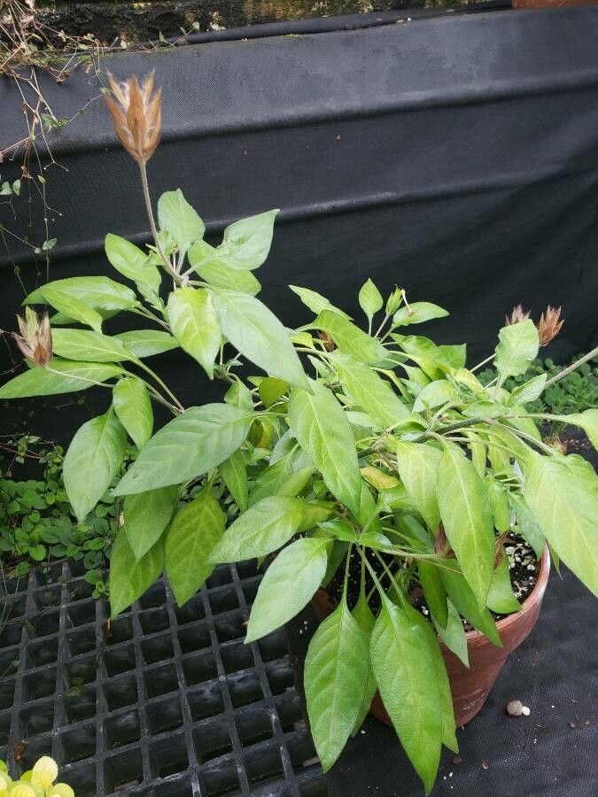 Begonia goegoensis habit