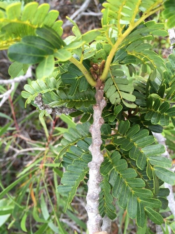 Serianthes germainii bark