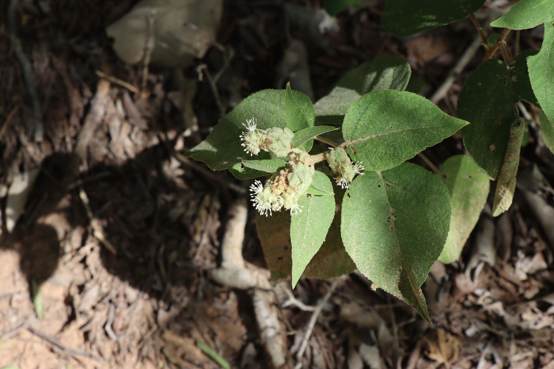 Croton triqueter flower