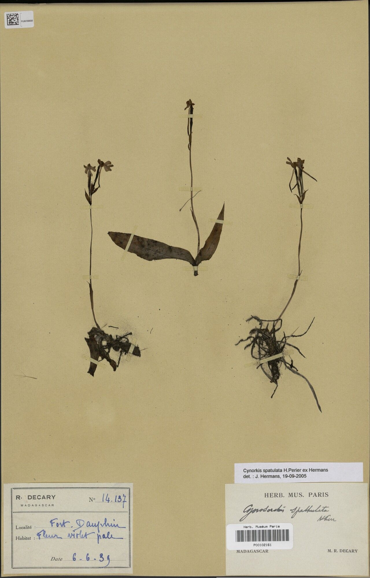 Cynorkis spatulata — houseplant care guide