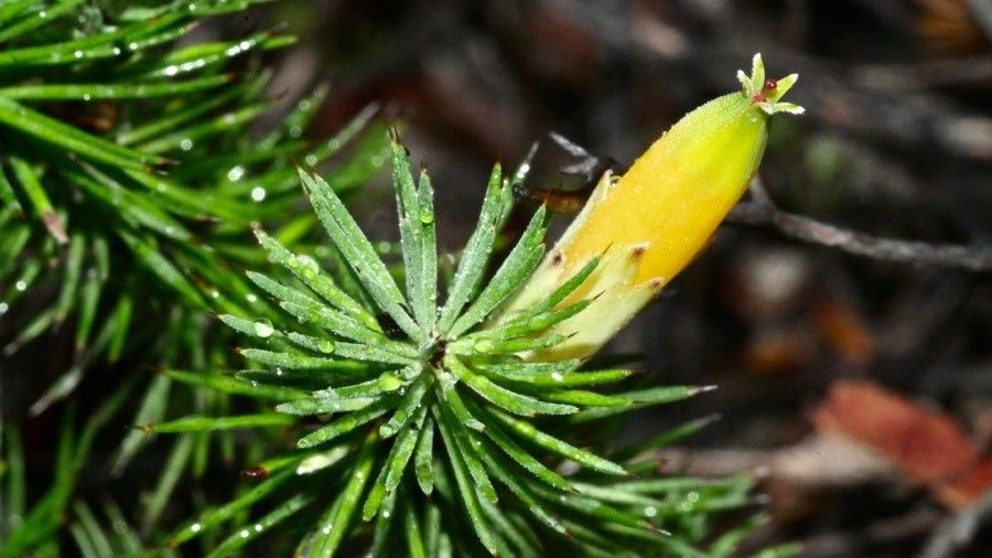 Astroloma pinifolium — related species from the same genus